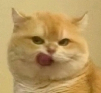 前端 Token 存储最佳实践！你真的选对方案了吗？